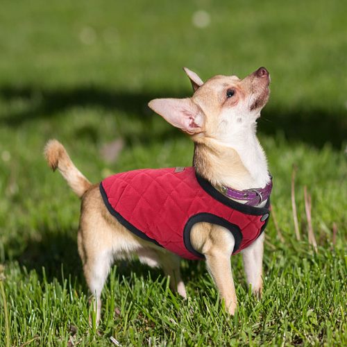 Manteau pour chien de petite taille
